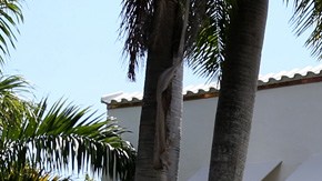 Mansión donde murió Al Capone será demolida por "ser una vergüenza para Miami Beach"