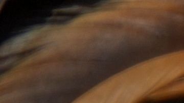 Arranca el mes de la herencia hispana en Estados Unidos: por qué comienza a mitad de septiembre