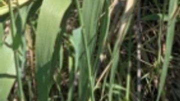 Dos hermanos fueron rescatados por los Agentes de la Patrulla Fronteriza este martes en Río Grande, Texas.