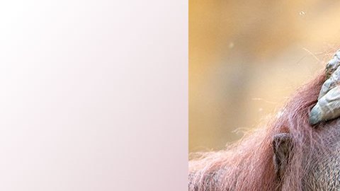 Kumang, de la especie de los Borneo y de 44 años de edad, falleció el jueves mientras se recuperaba de la anestesia.