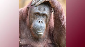 Kumang, de la especie de los Borneo y de 44 años de edad, falleció el jueves mientras se recuperaba de la anestesia.