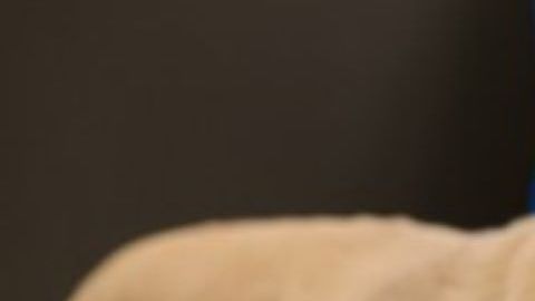 Houston SPCA publicó la foto del perro que sobrevivió.