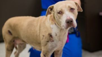 Houston SPCA publicó la foto del perro que sobrevivió.