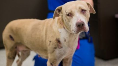 Houston SPCA publicó la foto del perro que sobrevivió.