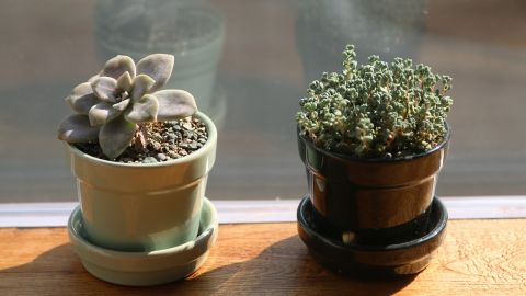 Las plantas en el hogar aportan vitalidad y energía positiva.