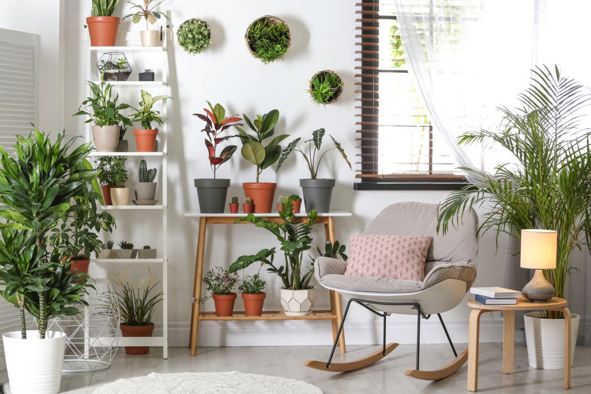 Las plantas darán a tus ambientes un estilo más acogedor y si las dispones en un bello estante, el resultado estará garantizado