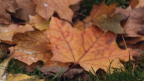 El equinoccio de otoño ayuda a equilibrar a todos los signos.