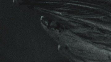 San Miguel Arcángel es el protector de los seres humanos.