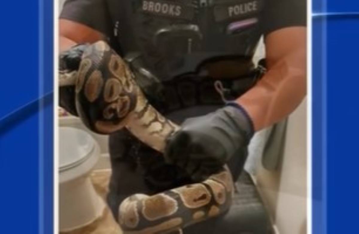 Texas Woman Finds Huge Snake Near Her Toilet;  looks like it got into the pipes