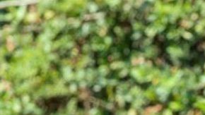 Claudia Martin | Mezcalent.