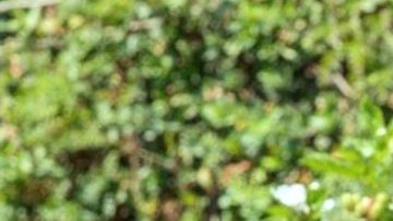 Claudia Martin | Mezcalent.