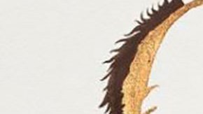 David Julius y Ardem Patapoutian fueron galardonados con el premio Nobel de Medicina 2021.