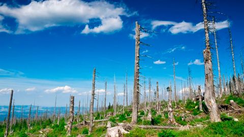 Árboles en partes de los bosques están despojados de hojas