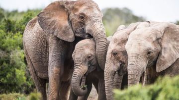 Elefantes sin colmillos