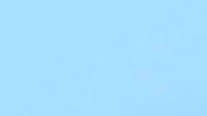 ¿por qué sería una catástrofe que desaparecieran las abejas?