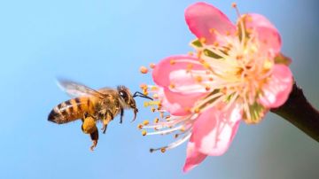 ¿por qué sería una catástrofe que desaparecieran las abejas?