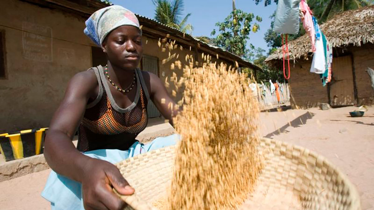 Los cultivos de arroz en gambia ya sufren las consecuencias del cambio climático.