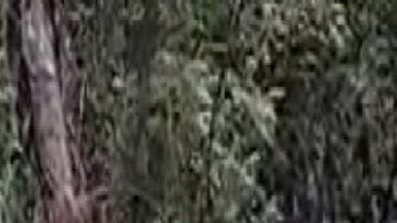 "Hechos no palabras", narcos dicen haber bajado el precio de la tortilla en narcomensajes en zonas pobres al sur de México