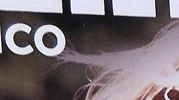 Frida Sofía | Mezcalent.