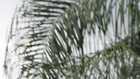 Brian Laundrie utilizó la tarjeta bancaria de su novia, tres días después de que desapareció