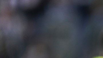 Chicharito