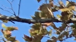 El payasito Tutti Frutti da la bienvenida a los niños al Circo Caballero después de un año y medio sin trabajar. (Araceli Martínez/La Opinión)