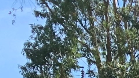 Zeferino García y su esposa María Francisco cortan las flores de cempasúchil en su rancho en Ventura. (Araceli Martínez/La Opinión)