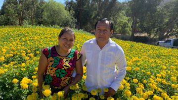Zeferino García y su esposa María Francisco cortan las flores de cempasúchil en su rancho en Ventura. (Araceli Martínez/La Opinión)