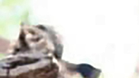 “Hombre gato”, acusado de asesinar a su madre, interrumpe juicio con maullidos