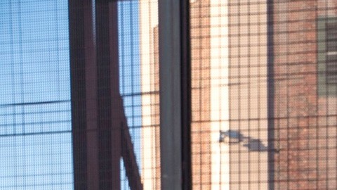 La política Permanecer en México impactó a más de 60,000 inmigrantes, según activistas.