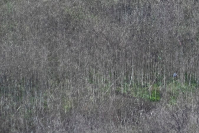 CALABASAS, CA - JANUARY 28: Investigators work at the scene of the helicopter crash, where former NBA star Kobe Bryant and his 13-year-old daughter Gianna died, on January 28, 2020 in Calabasas, California. Kobe and "Gigi" were among nine people were perished in the crash as they were flying to his Mamba Sports Academy in Thousand Oaks, where he was going to coach her in a tournament game.  (Photo by David McNew/Getty Images)