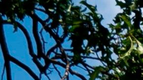 Concejal de Colorado