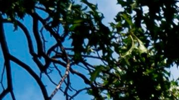 Concejal de Colorado