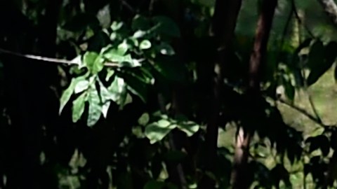 Los hipopótamos de Pablo Escobar son protagonistas de una decisión sin precedentes.