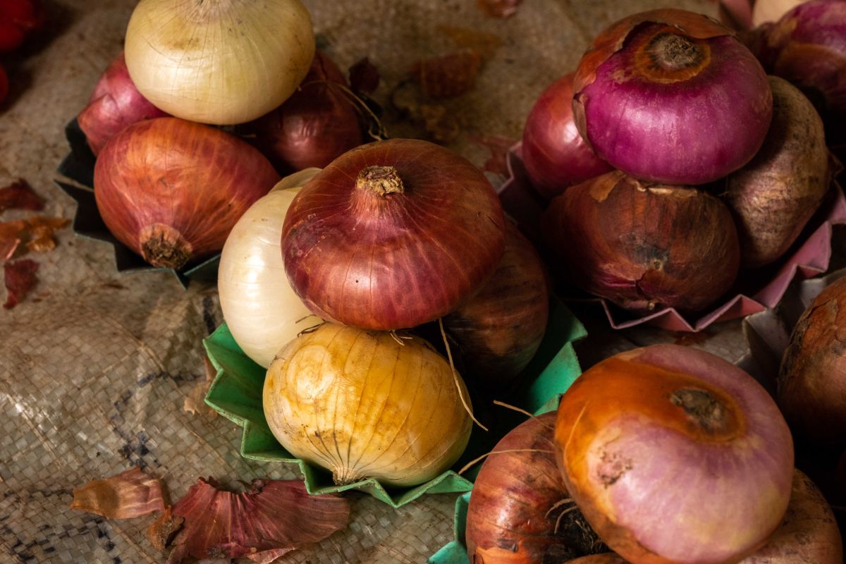 The FDA announced the recall of onions due to a salmonella outbreak in 37 states across the country