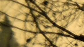 El incendio forestal Dixie quedó totalmente apagado en el norte de California