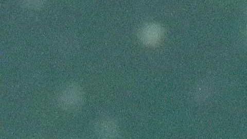 La proliferación de algas marinas dañinas en ríos y lagunas están afectando a los manatíes en Florida.