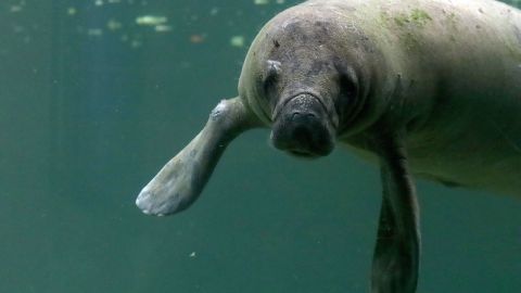 La proliferación de algas marinas dañinas en ríos y lagunas están afectando a los manatíes en Florida.