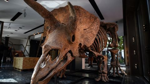 Subastan por 7.7 millones de dólares esqueleto del tricerátops de hace 66 millones de años