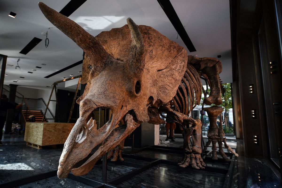 Skeleton of 66-million-year-old triceratops up for auction for $ 7.7 million