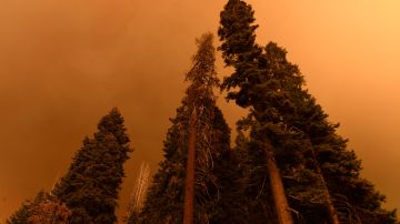 Los incendios del Complejo KNP ya han consumido 50,000 acres desde que inició en septiembre.