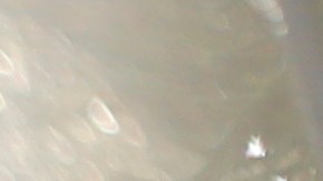 Autoridades hallan pertenencias de Brian Laundrie en parque y piden presencia de un forense