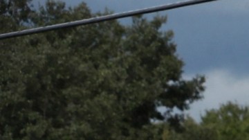 Las autoridades hallaron los restos de Brian Laundrie en T. Mabry Carlton Jr. Memorial Reserve.