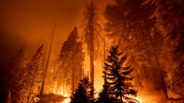 Hasta el momento, el NPS no ha podido estimar cuáles son los daños totales a las secuoyas debido a los incendios que siguen activos.