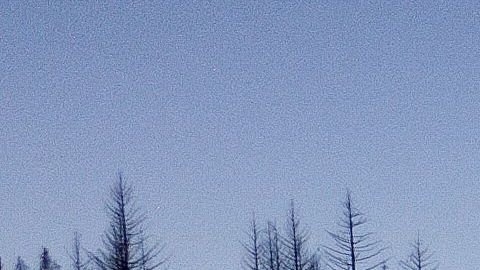 Bomberos de California no prevén que Fawn siga creciendo en los bosques de Shasta.