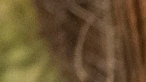 Las autoridades creen que los más de 10,000 árboles quemados por los incendios forestales serían una amenaza para las personas en el futuro.