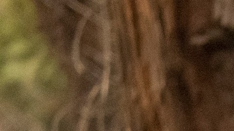 Las autoridades creen que los más de 10,000 árboles quemados por los incendios forestales serían una amenaza para las personas en el futuro.