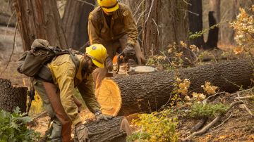 Las autoridades creen que los más de 10,000 árboles quemados por los incendios forestales serían una amenaza para las personas en el futuro.