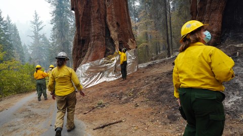 Los incendios del Complejo KNP están apenas contenidos en un 20% desde que inició a principios de septiembre.