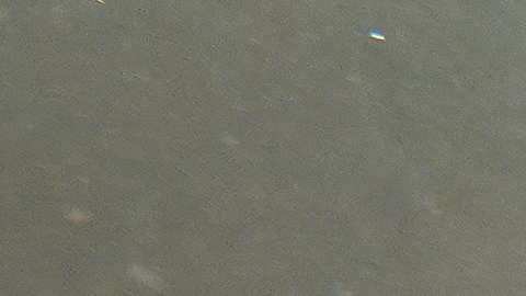 Los manatíes, otras especies seriamente afectadas por la contaminación.